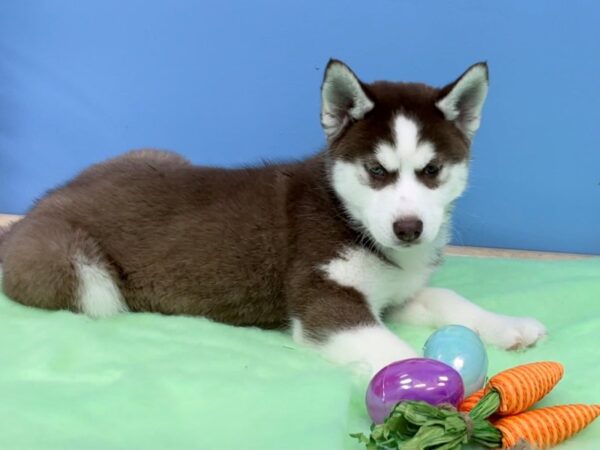 Siberian Husky DOG Male Red and White 20591 Petland Batavia, Illinois