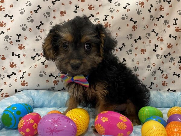 Yorkie Poo DOG Female Black / Tan 12662 Petland Batavia, Illinois