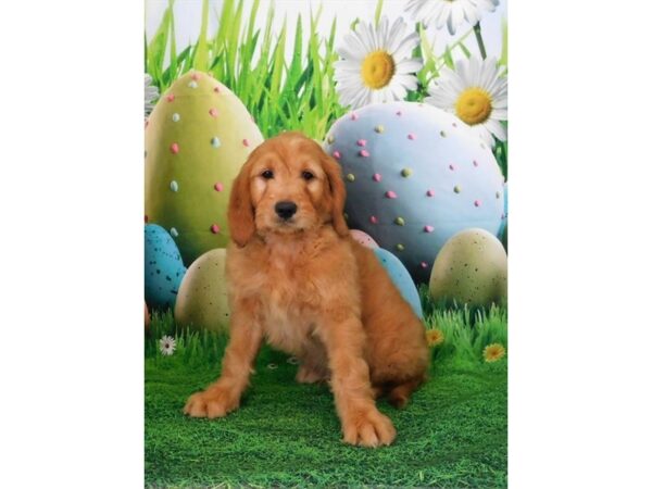 Goldendoodle F1b DOG Male Golden 20857 Petland Batavia, Illinois