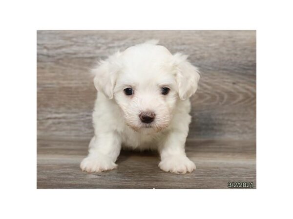 Coton De Tulear-DOG-Male-White-20864-Petland Batavia, Illinois