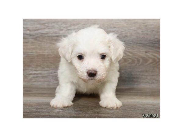 Coton De Tulear DOG Male White 20864 Petland Batavia, Illinois