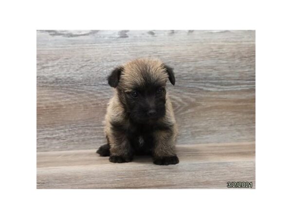 Cairn Terrier DOG Female Wheaten 20863 Petland Batavia, Illinois