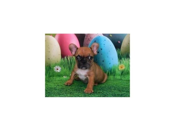 French Bulldog DOG Male Red Fawn 20853 Petland Batavia, Illinois