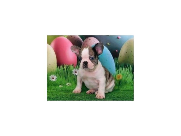 French Bulldog DOG Female Blue Merle, White Markings 20852 Petland Batavia, Illinois