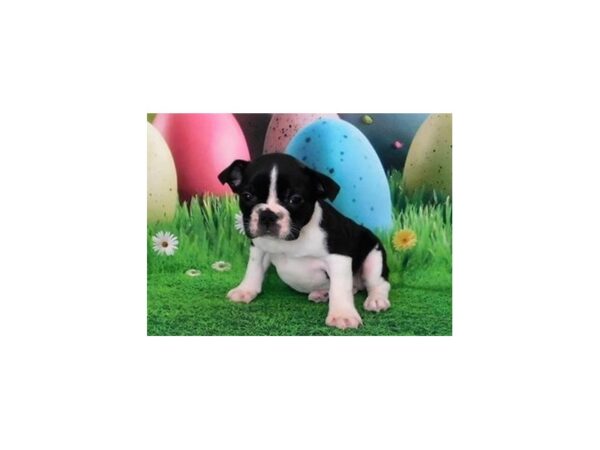 Frenchton DOG Male Black / White 20858 Petland Batavia, Illinois