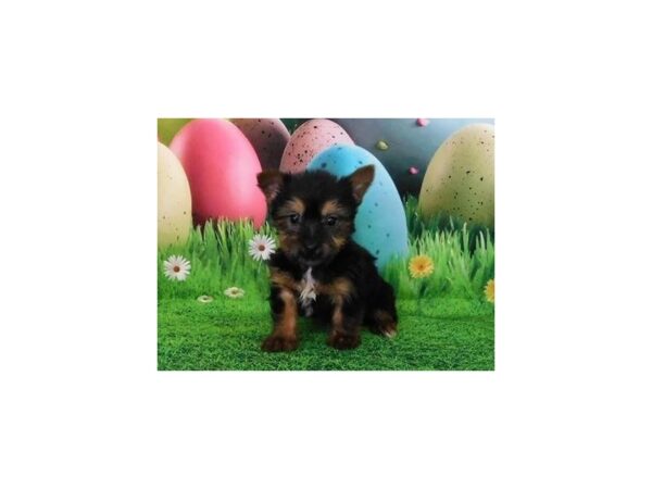 Silky Terrier DOG Male Black / Tan 20855 Petland Batavia, Illinois