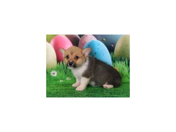 Pembroke Welsh Corgi DOG Female Red White / Sable 20854 Petland Batavia, Illinois