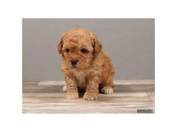 Poodle Mini DOG Male Apricot 20865 Petland Batavia, Illinois