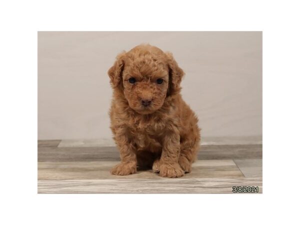 Poodle Mini DOG Male Apricot 20866 Petland Batavia, Illinois