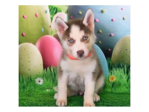 Siberian Husky DOG Female Red / White 20859 Petland Batavia, Illinois