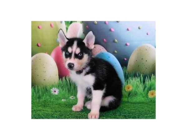Siberian Husky DOG Male Black / White 20860 Petland Batavia, Illinois