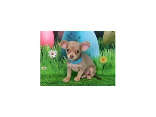 Chihuahua DOG Female Blue Fawn 20861 Petland Batavia, Illinois