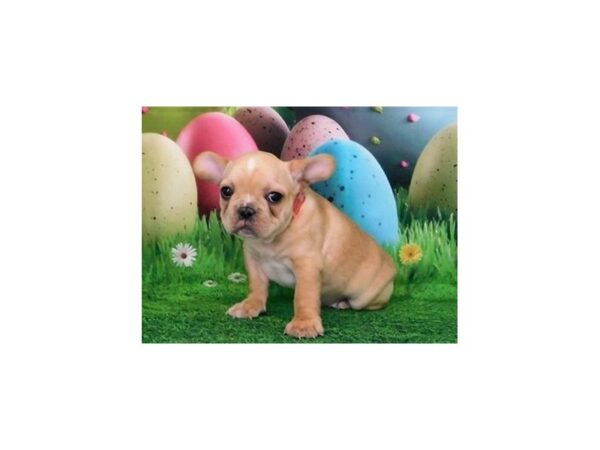 French Bulldog DOG Male Cream 20600 Petland Batavia, Illinois