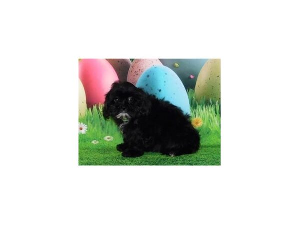 Shih Poo DOG Female Black 20603 Petland Batavia, Illinois