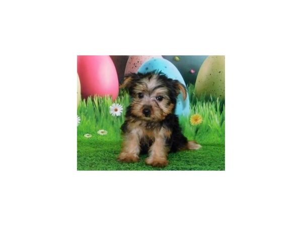 Yorkshire Terrier DOG Female Black / Tan 20602 Petland Batavia, Illinois