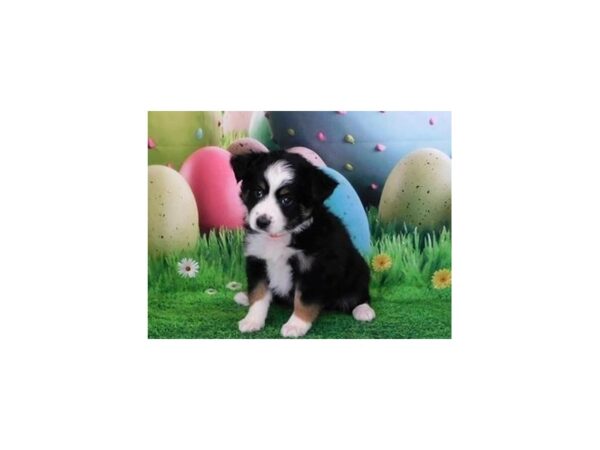 Toy Australian Shepherd DOG Female Black 12677 Petland Batavia, Illinois