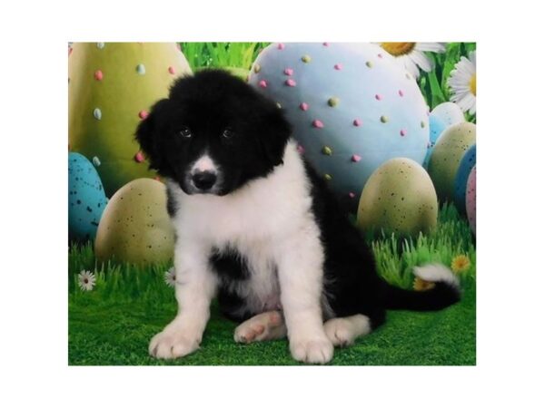 English Shepherd/Great Pyrenees DOG Male Black / White 12680 Petland Batavia, Illinois