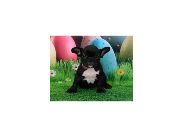 French Bulldog DOG Female Black Brindle 12671 Petland Batavia, Illinois