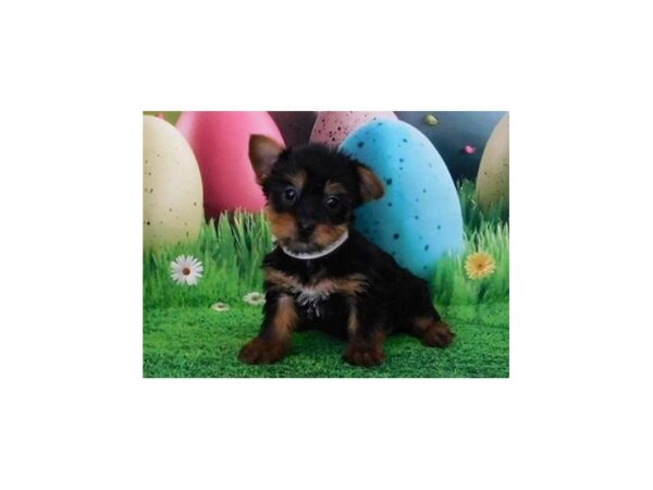 Silky Terrier DOG Female Black / Tan 12675 Petland Batavia, Illinois