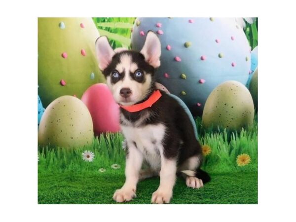 Siberian Husky DOG Male Red / White 12674 Petland Batavia, Illinois