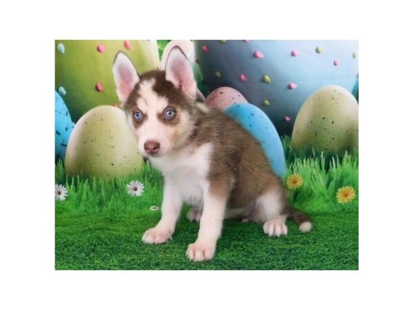 Siberian Husky DOG Female Red / White 12673 Petland Batavia, Illinois