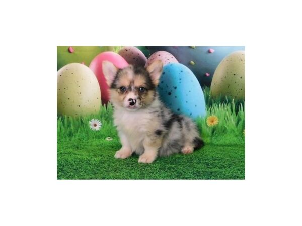 Pembroke Welsh Corgi-DOG-Female-Blue Merle-12672-Petland Batavia, Illinois