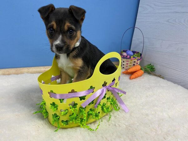 Blue Heeler/Rat Terrier mix-DOG-Female-Black and White-20607-Petland Batavia, Illinois