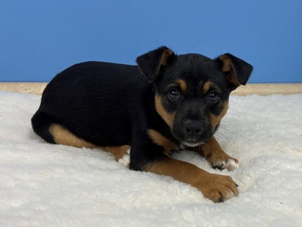 Blue Heeler/Rat Terrier mix-DOG-Female-Black and White-20610-Petland Batavia, Illinois