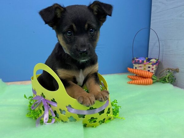 Blue Heeler/Rat Terrier mix-DOG-Female-Black and White-12696-Petland Batavia, Illinois