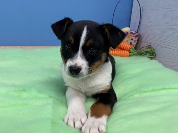 Blue Heeler/Rat Terrier mix-DOG-Male-Black and White-12697-Petland Batavia, Illinois