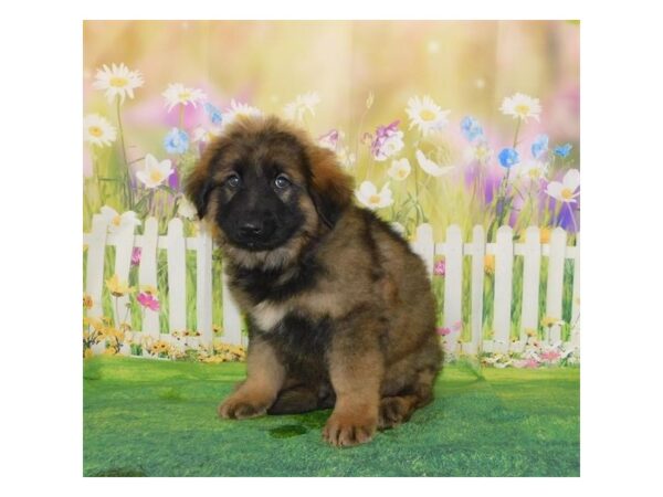 German Shepherd Dog DOG Male Sable 20870 Petland Batavia, Illinois