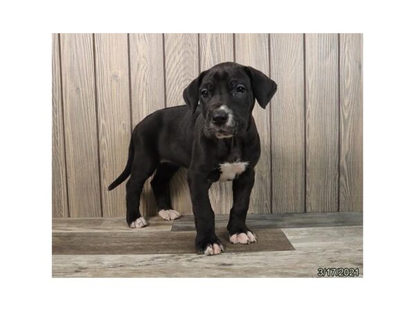 Great Dane DOG Female Black 12714 Petland Batavia, Illinois