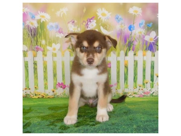 Pomsky-DOG-Male-Chocolate White Tan-12708-Petland Batavia, Illinois