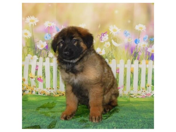 German Shepherd Dog-DOG-Female-Sable-12705-Petland Batavia, Illinois