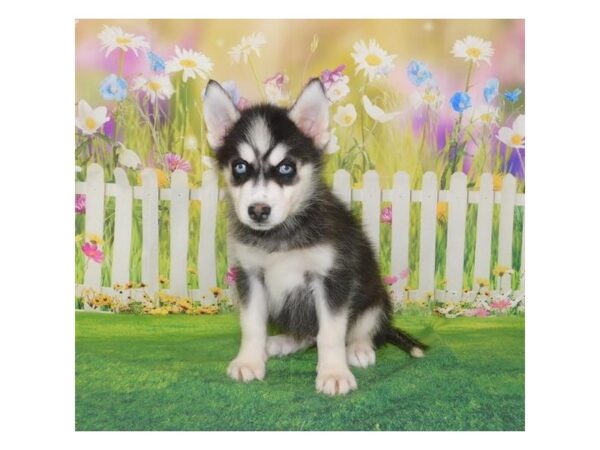 Siberian Husky DOG Male Black / White 20869 Petland Batavia, Illinois
