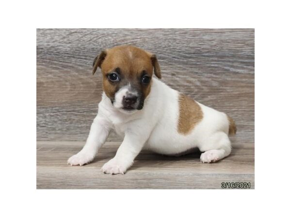 Jack Russell Terrier DOG Male Brown / White 12710 Petland Batavia, Illinois