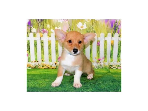 Pembroke Welsh Corgi-DOG-Female-Sable / White-20614-Petland Batavia, Illinois