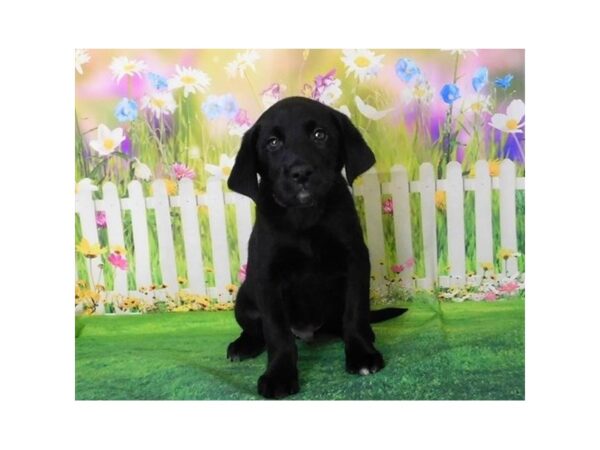 Labrador Retriever DOG Male Black 20613 Petland Batavia, Illinois