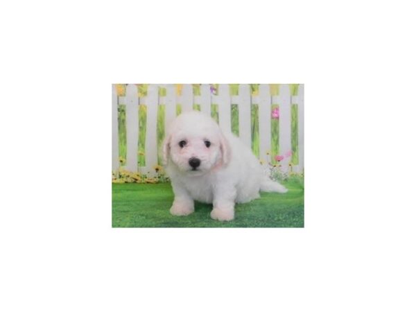 Bichon Frise-DOG-Male-White-20612-Petland Batavia, Illinois
