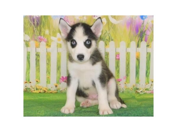 Siberian Husky DOG Male Black / White 20615 Petland Batavia, Illinois