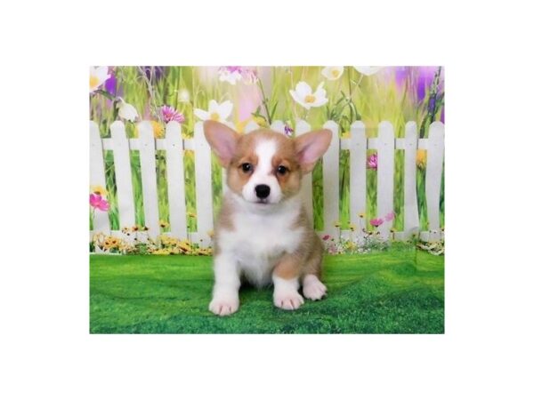 Pembroke Welsh Corgi DOG Female Sable / White 20868 Petland Batavia, Illinois