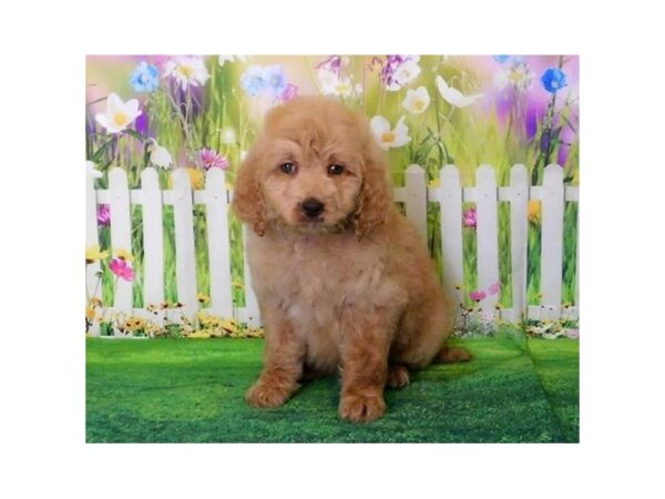 Goldendoodle 2nd Gen DOG Male Light Golden 20871 Petland Batavia, Illinois