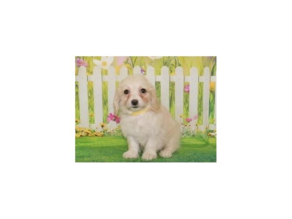 Cock A Poo-DOG-Female-Cream-20872-Petland Batavia, Illinois