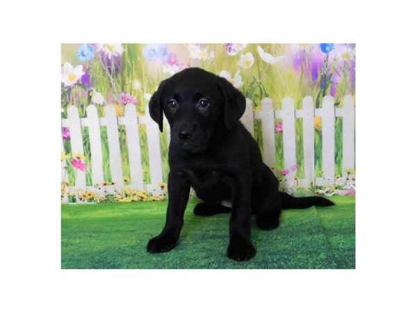 Labrador Retriever DOG Female Black 20867 Petland Batavia, Illinois