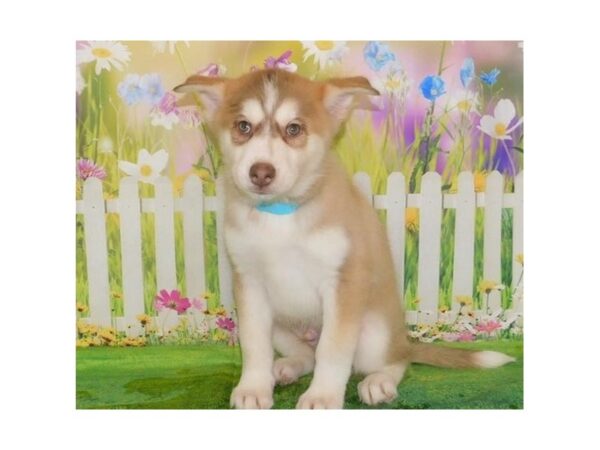 Pomsky DOG Male Red / White 20873 Petland Batavia, Illinois