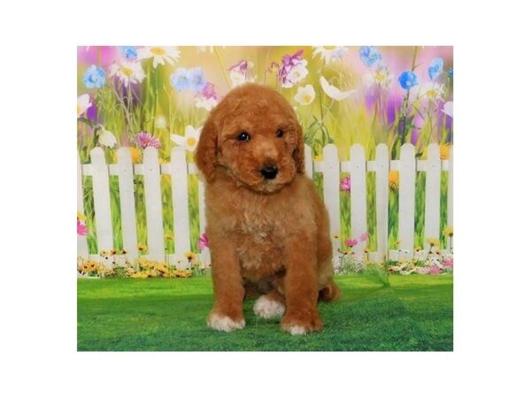 Poodle Standard DOG Female Red 12704 Petland Batavia, Illinois