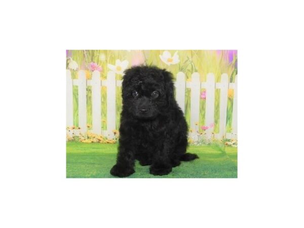 Cock A Poo-DOG-Male-Black-12707-Petland Batavia, Illinois