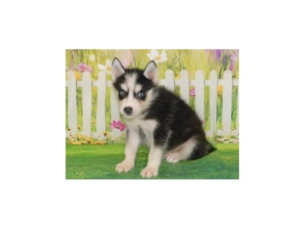 Siberian Husky DOG Male Black / White 12709 Petland Batavia, Illinois