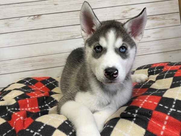 Siberian Husky-DOG-Male-Gray / White-20878-Petland Batavia, Illinois