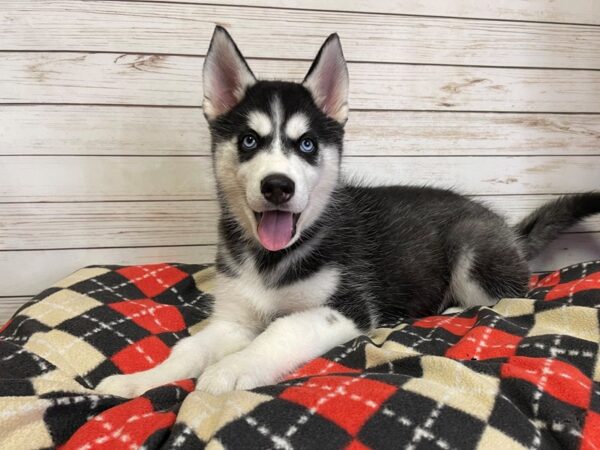 Siberian Husky-DOG-Female-Black / White-20877-Petland Batavia, Illinois